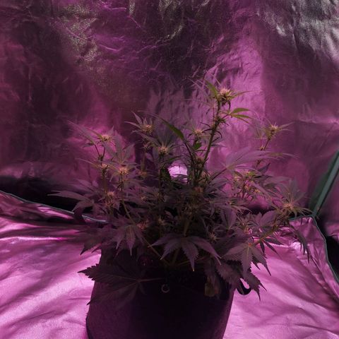 Purple Punch Auto  growlog timeline photo
