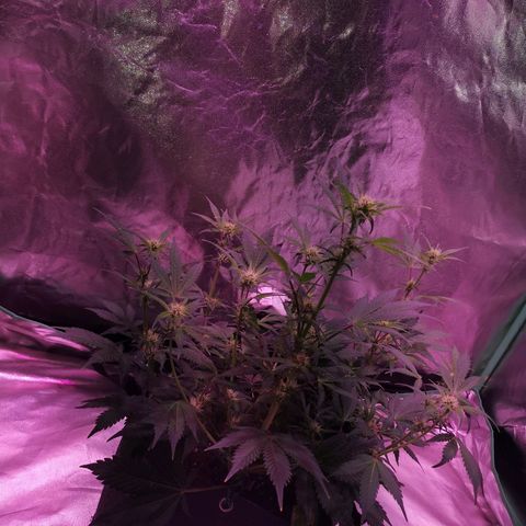 Purple Punch Auto  growlog timeline photo