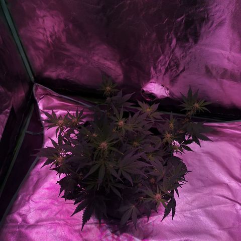 Purple Punch Auto  growlog timeline photo