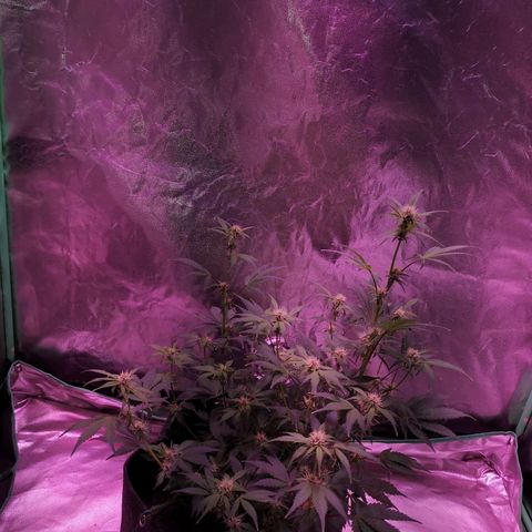 Purple Punch Auto  growlog timeline photo