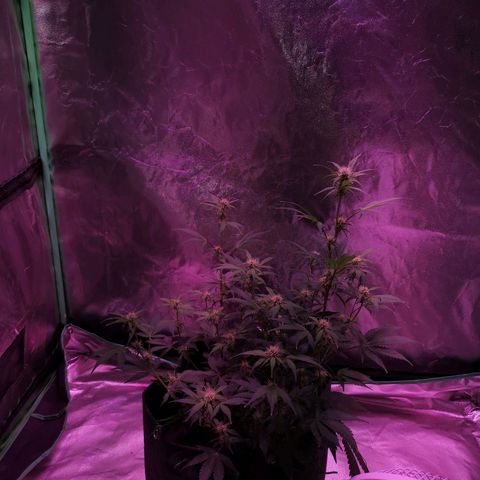 Purple Punch Auto  growlog timeline photo