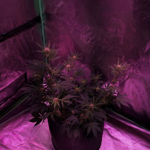 Purple Punch Auto  growlog timeline photo