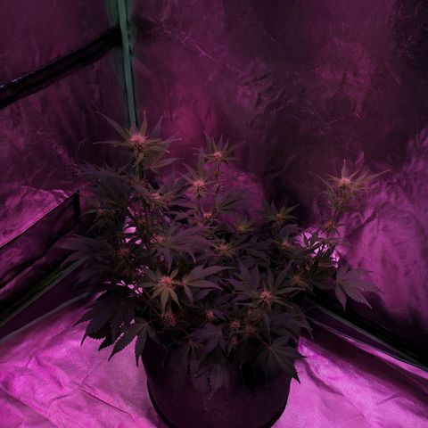 Purple Punch Auto  growlog timeline photo