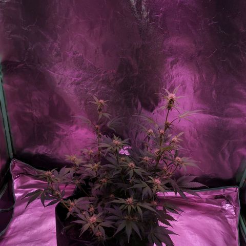 Purple Punch Auto  growlog timeline photo