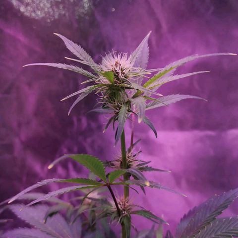 Purple Punch Auto  growlog timeline photo