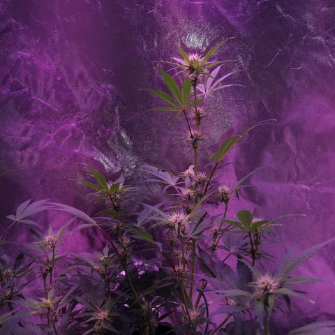 Purple Punch Auto  growlog timeline photo