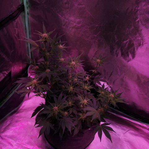 Purple Punch Auto  growlog timeline photo