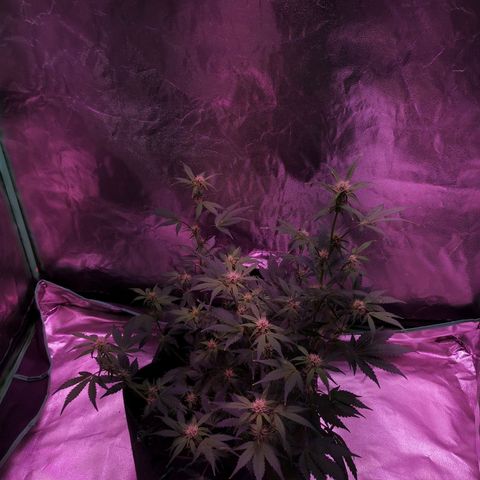 Purple Punch Auto  growlog timeline photo
