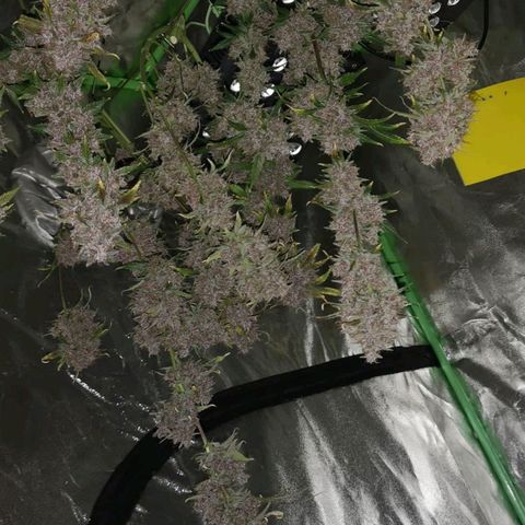 Purple Punch Auto  growlog timeline photo
