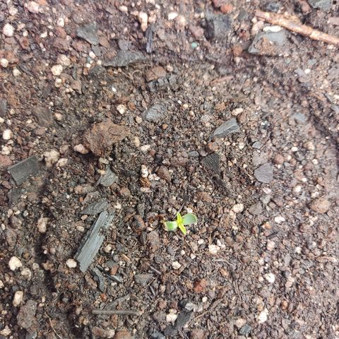 Cinderela 1 growlog timeline photo
