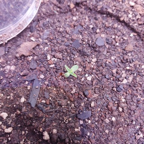 Cinderela 1 growlog timeline photo
