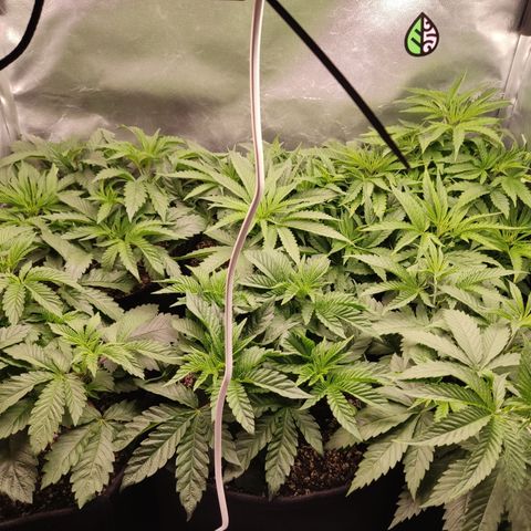 Cinderela 1 growlog timeline photo
