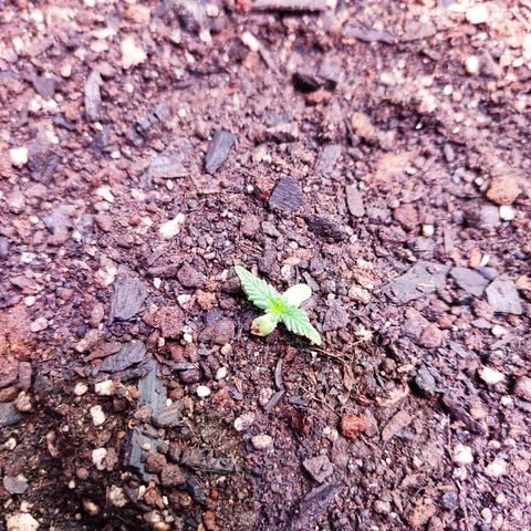 Cinderela 1 growlog timeline photo