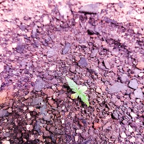 Cinderela 1 growlog timeline photo