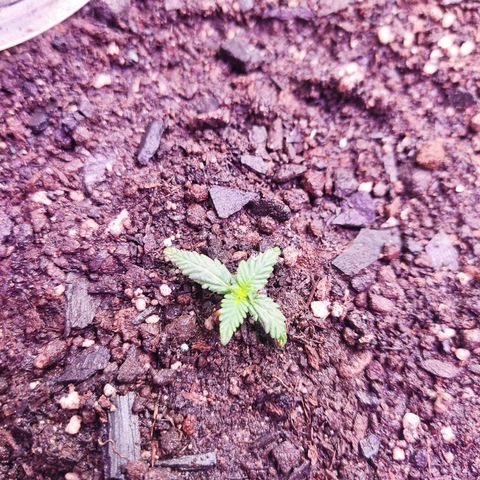 Cinderela 1 growlog timeline photo