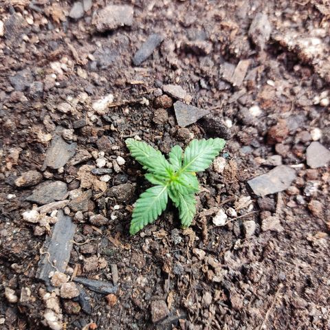Cinderela 1 growlog timeline photo
