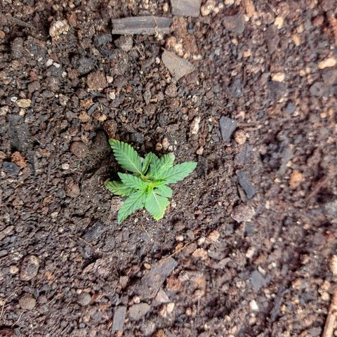Cinderela 1 growlog timeline photo