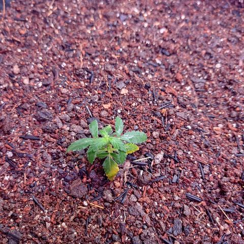 Cinderela 1 growlog timeline photo