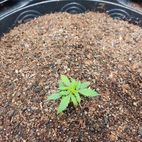 Cinderela 1 growlog timeline photo