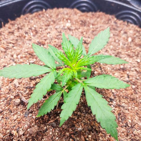 Cinderela 1 growlog timeline photo