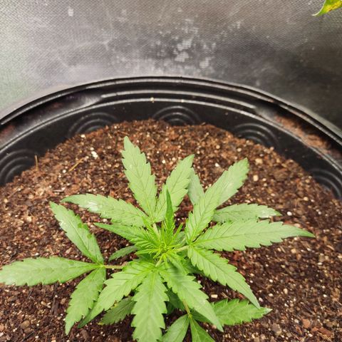Cinderela 1 growlog timeline photo