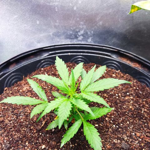 Cinderela 1 growlog timeline photo
