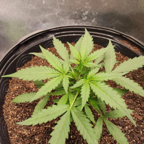 Cinderela 1 growlog timeline photo