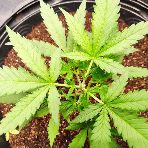 Cinderela 1 growlog photo: Dia da poda topping 