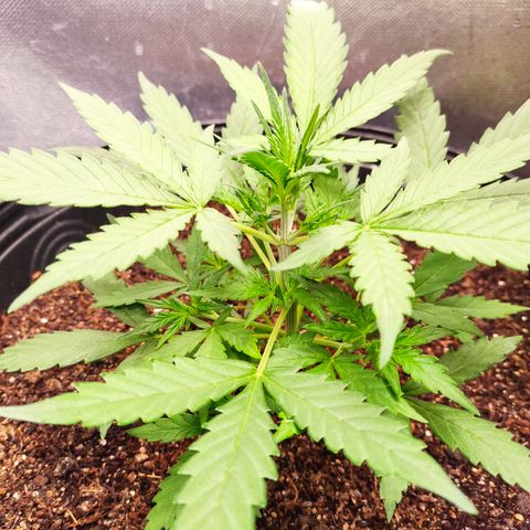 Cinderela 1 growlog photo: Dia da poda topping 