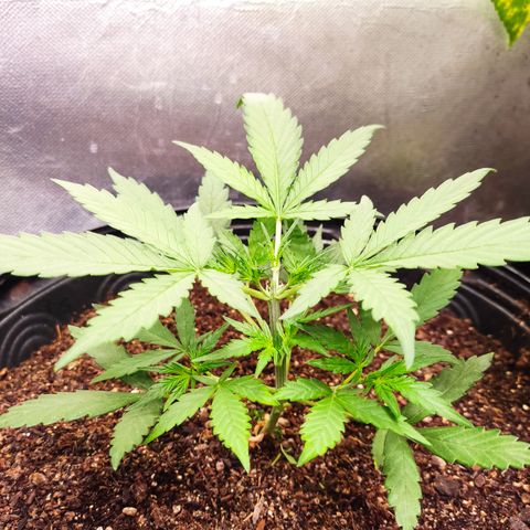 Cinderela 1 growlog photo: Dia da poda topping 