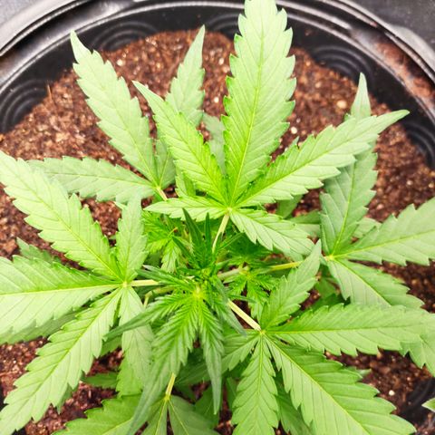 Cinderela 1 growlog photo: Dia da poda topping 