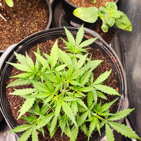 Cinderela 1 growlog timeline photo