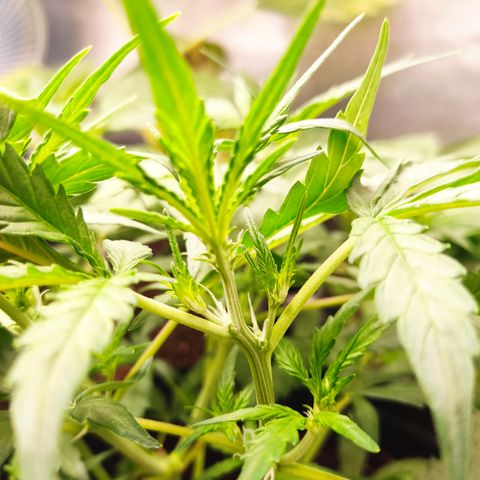 Cinderela 1 growlog photo: Fotos pré e pós desfolha 