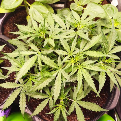 Cinderela 1 growlog photo: Fotos pré e pós desfolha 