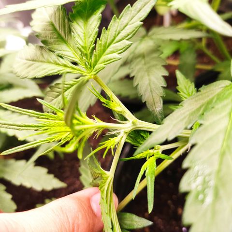 Cinderela 1 growlog photo: Fotos pré e pós desfolha 