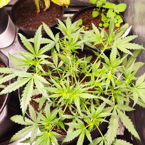 Cinderela 1 growlog photo: Fotos pré e pós desfolha 