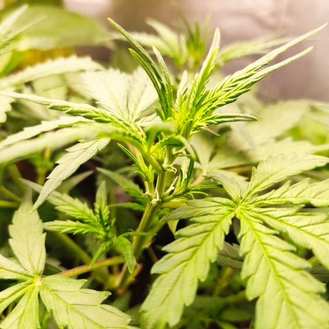 Cinderela 1 growlog photo: Fotos pré e pós desfolha 