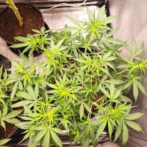 Cinderela 1 growlog timeline photo