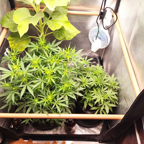 Cinderela 1 growlog timeline photo