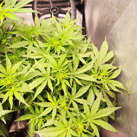 Cinderela 1 growlog timeline photo