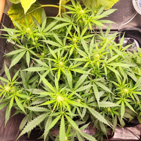Cinderela 1 growlog timeline photo