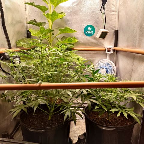 Cinderela 1 growlog timeline photo