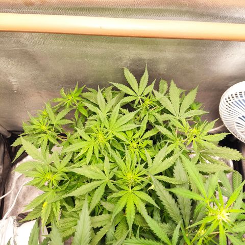Cinderela 1 growlog timeline photo