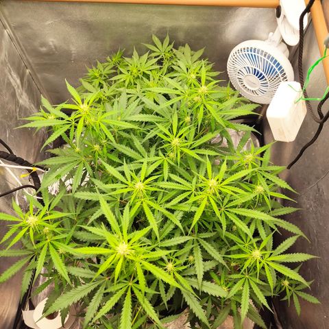 Cinderela 1 growlog timeline photo