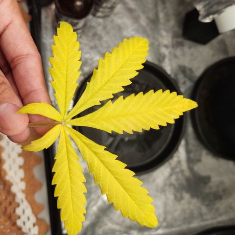 Cinderela 1 growlog photo: Várias folhas inferiores amarelas em decorrência de 1 semana sem nutrientes, leve retirada de folhas amarelas