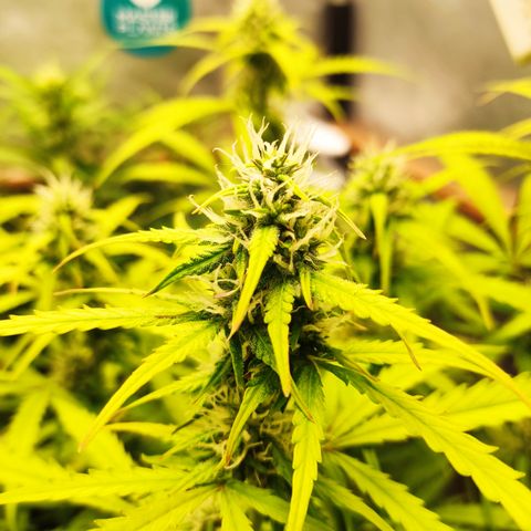 Cinderela 1 growlog timeline photo