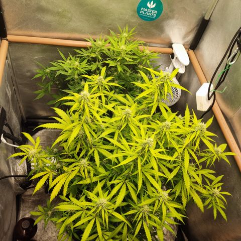Cinderela 1 growlog timeline photo