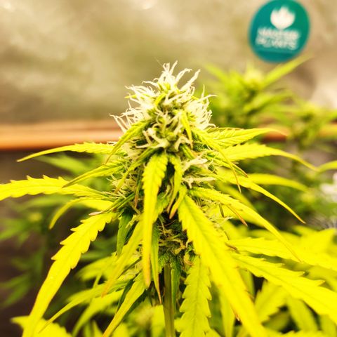 Cinderela 1 growlog timeline photo