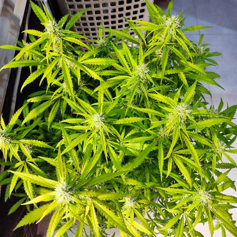 Cinderela 1 growlog timeline photo