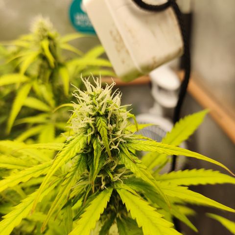 Cinderela 1 growlog timeline photo